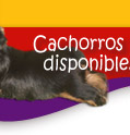 Cachorros disponibles