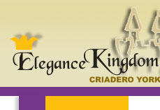 Elegance Kingdom - Criadero Yorkshire Terrier